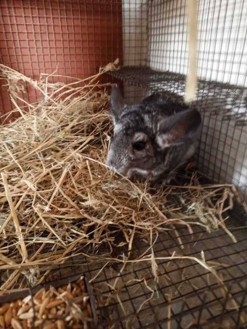 Мои фиаско при ведении личного подсобного хозяйства! Расходы есть, а дохода нет!