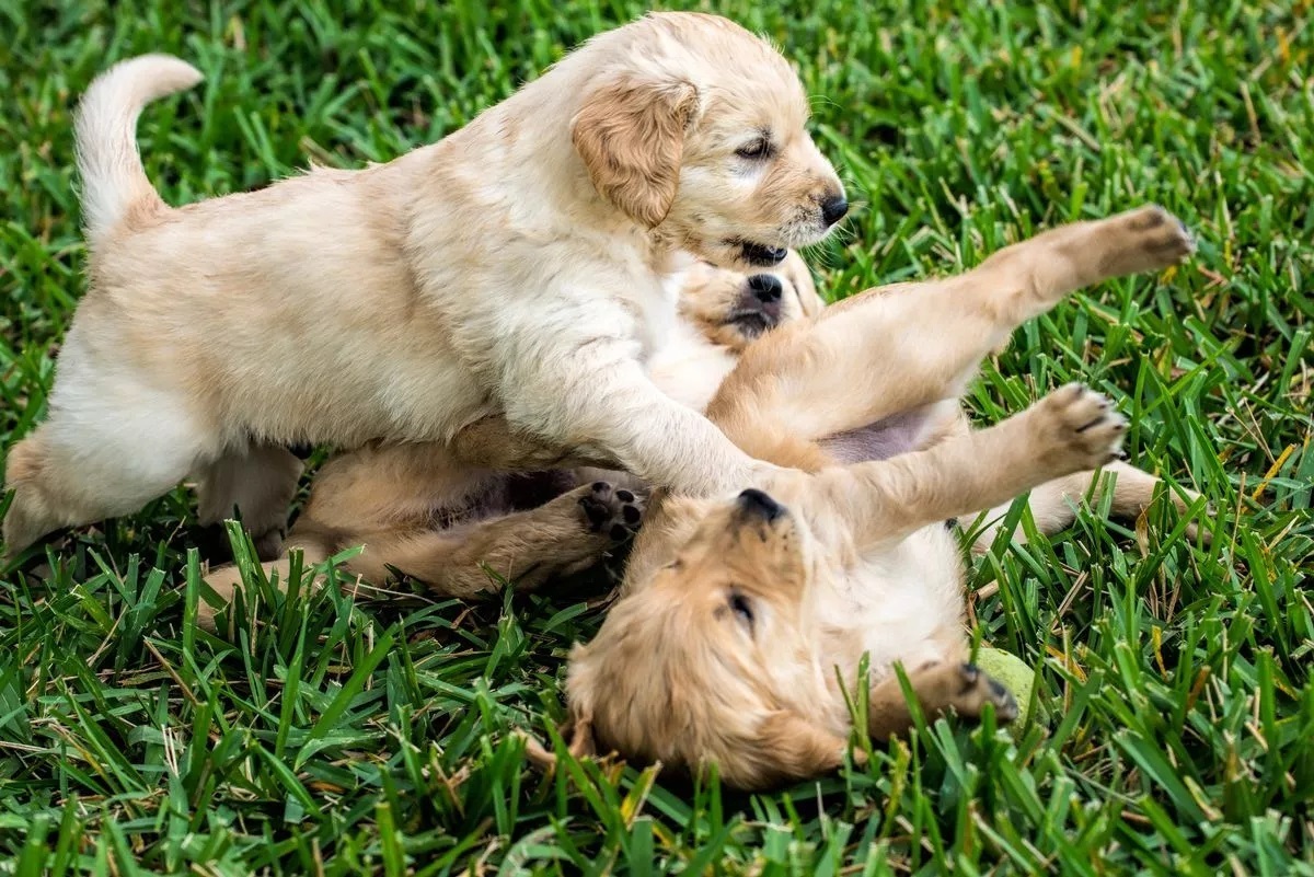 Странные законы США предусматривают наказание за беспокойство над Бигфутом и поедание мусора из мусорного бака
