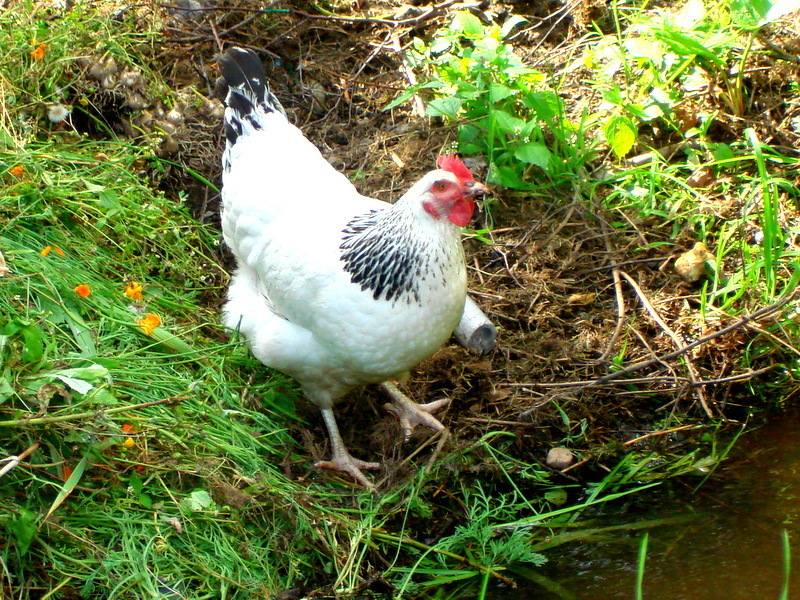 Поможет ли от соседской курицы и цесарок, зерно, пшеница, ячмень, овес, которые замочены в вине? Чтобы они опьянели и не смогли убежать. И их легко...