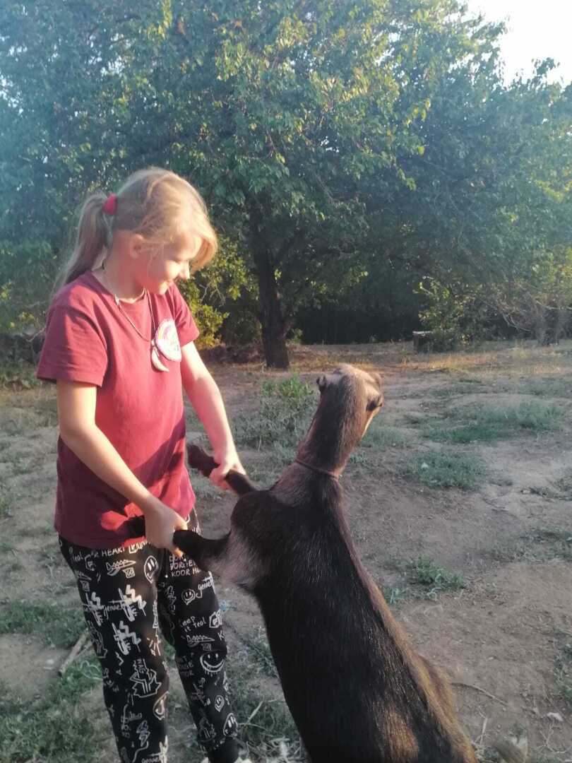Добрый доктор Айболит! У козы живот болит!