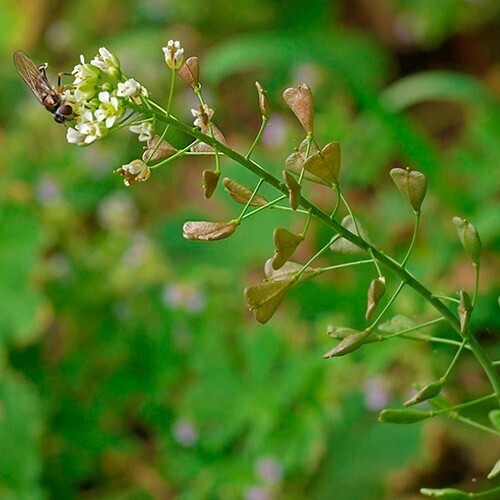 Топ-10 лучших трав для женского здоровья