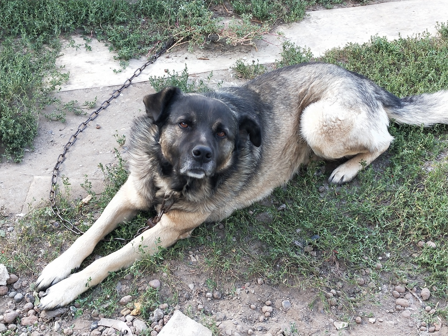 О необходимости иметь собаку на участке частного дома 🐕‍🦺 История о Биме и его характере 🐾 Рассуждения об опасности бездомных собак и личных границах.