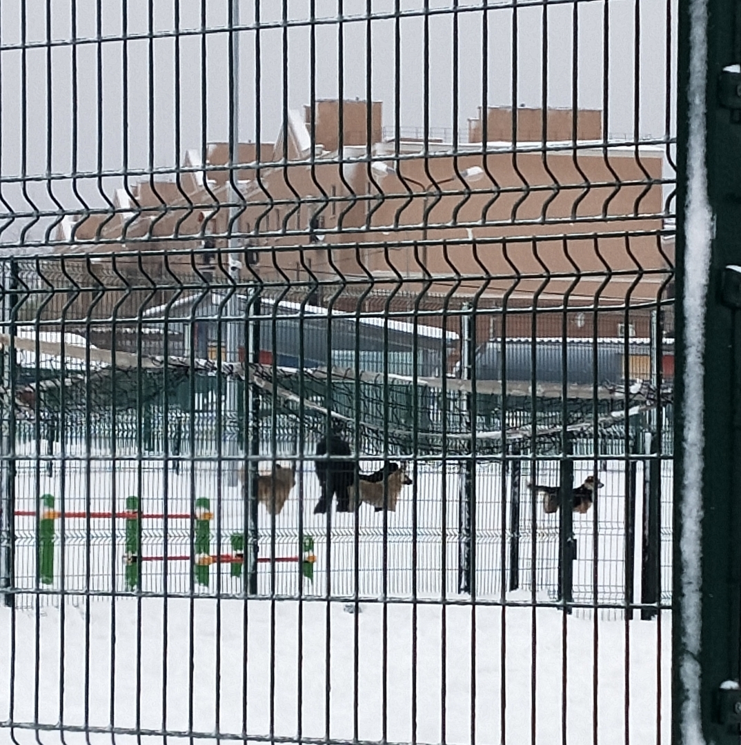 О необходимости иметь собаку на участке частного дома 🐕‍🦺 История о Биме и его характере 🐾 Рассуждения об опасности бездомных собак и личных границах.