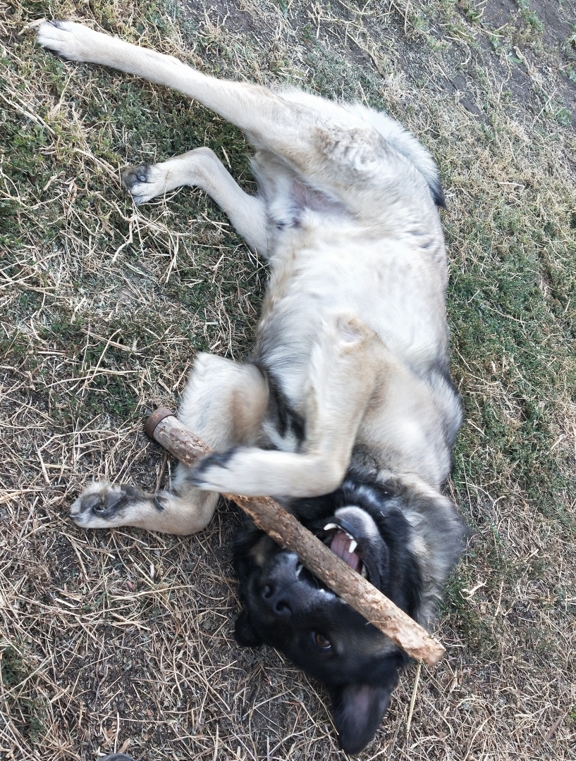 О необходимости иметь собаку на участке частного дома 🐕‍🦺 История о Биме и его характере 🐾 Рассуждения об опасности бездомных собак и личных границах.