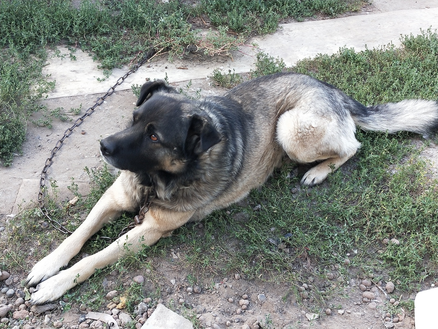 О необходимости иметь собаку на участке частного дома 🐕‍🦺 История о Биме и его характере 🐾 Рассуждения об опасности бездомных собак и личных границах.