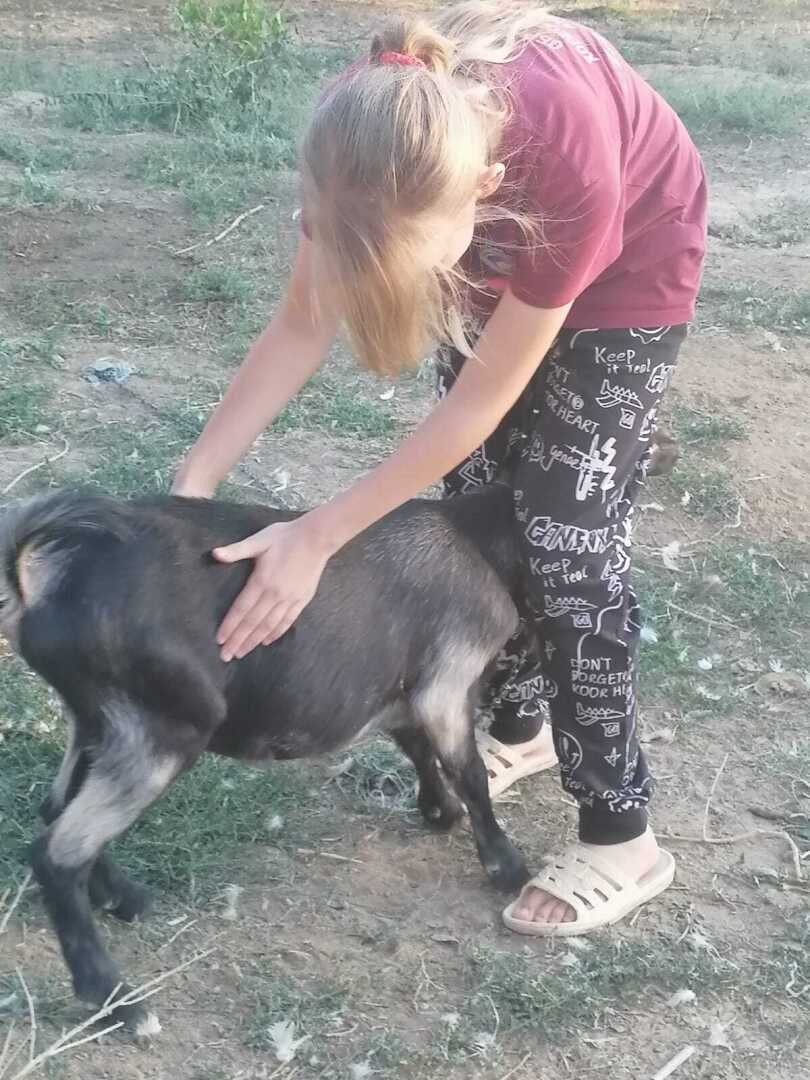 Добрый доктор Айболит! У козы живот болит!