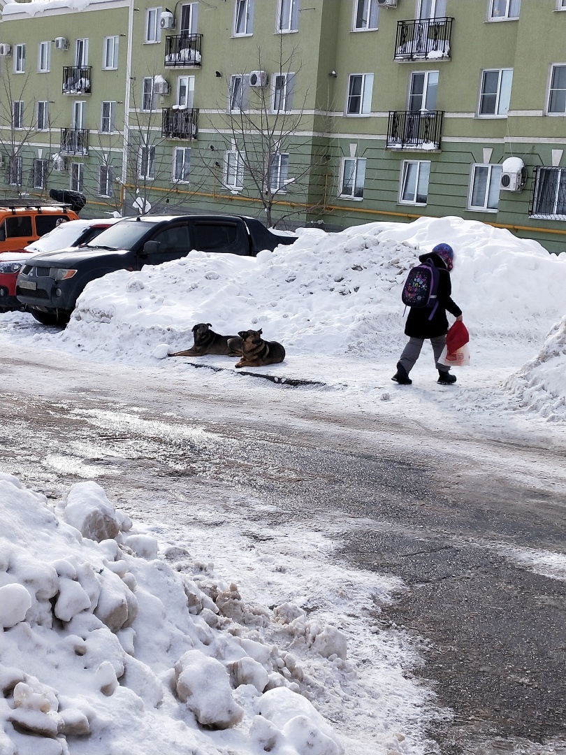 О необходимости иметь собаку на участке частного дома 🐕‍🦺 История о Биме и его характере 🐾 Рассуждения об опасности бездомных собак и личных границах.