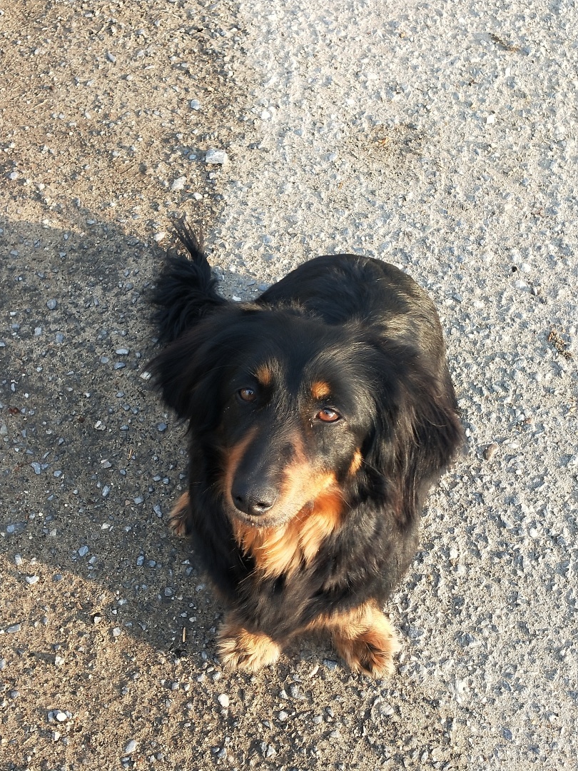 О необходимости иметь собаку на участке частного дома 🐕‍🦺 История о Биме и его характере 🐾 Рассуждения об опасности бездомных собак и личных границах.