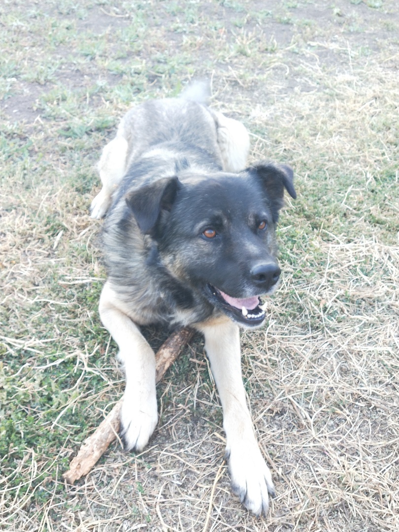 О необходимости иметь собаку на участке частного дома 🐕‍🦺 История о Биме и его характере 🐾 Рассуждения об опасности бездомных собак и личных границах.