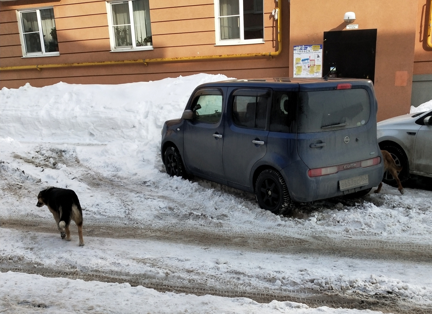 О необходимости иметь собаку на участке частного дома 🐕‍🦺 История о Биме и его характере 🐾 Рассуждения об опасности бездомных собак и личных границах.