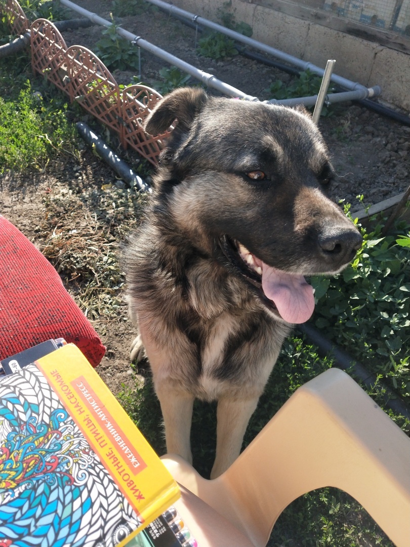 О необходимости иметь собаку на участке частного дома 🐕‍🦺 История о Биме и его характере 🐾 Рассуждения об опасности бездомных собак и личных границах.