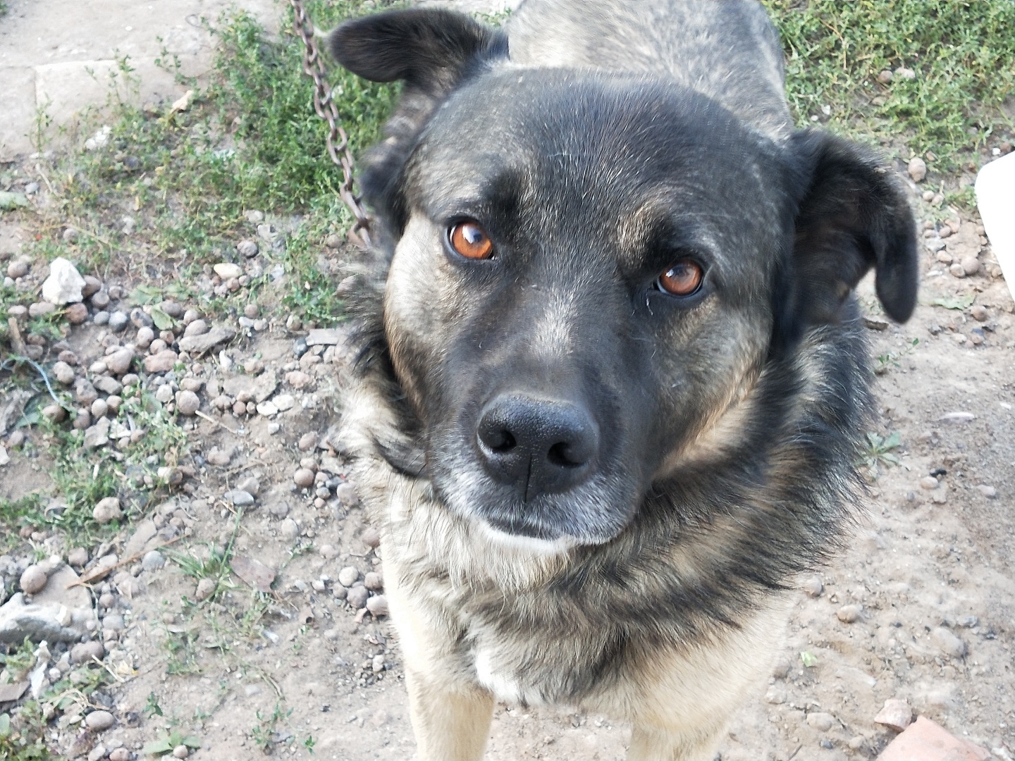 О необходимости иметь собаку на участке частного дома 🐕‍🦺 История о Биме и его характере 🐾 Рассуждения об опасности бездомных собак и личных границах.