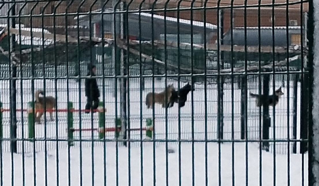 О необходимости иметь собаку на участке частного дома 🐕‍🦺 История о Биме и его характере 🐾 Рассуждения об опасности бездомных собак и личных границах.