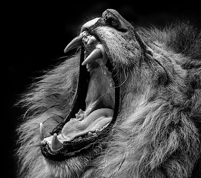 В пасть к зверю