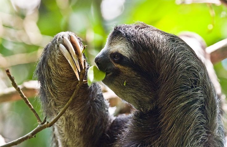 Животные ,которые большую часть жизни проводят во сне