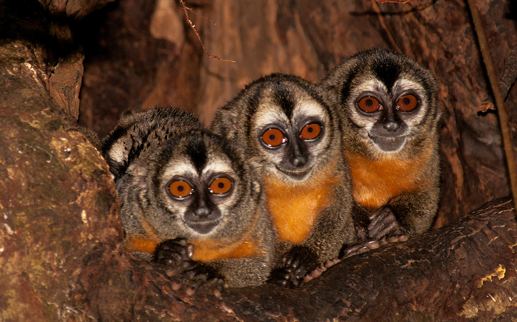 Животные ,которые большую часть жизни проводят во сне