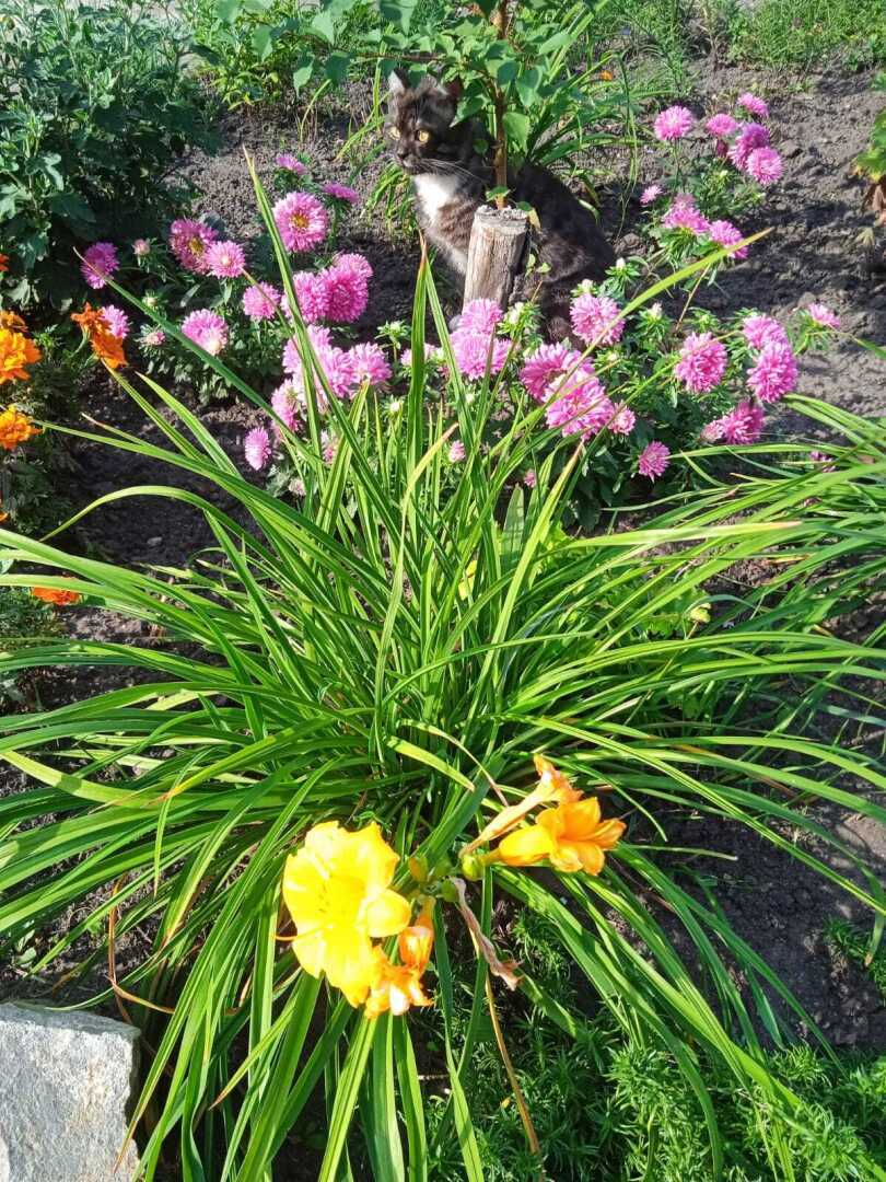 "Букет советского первоклассника": мои любимые сентябрьские однолетние цветы