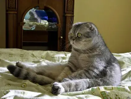 Зачем кошки следят за хозяевами