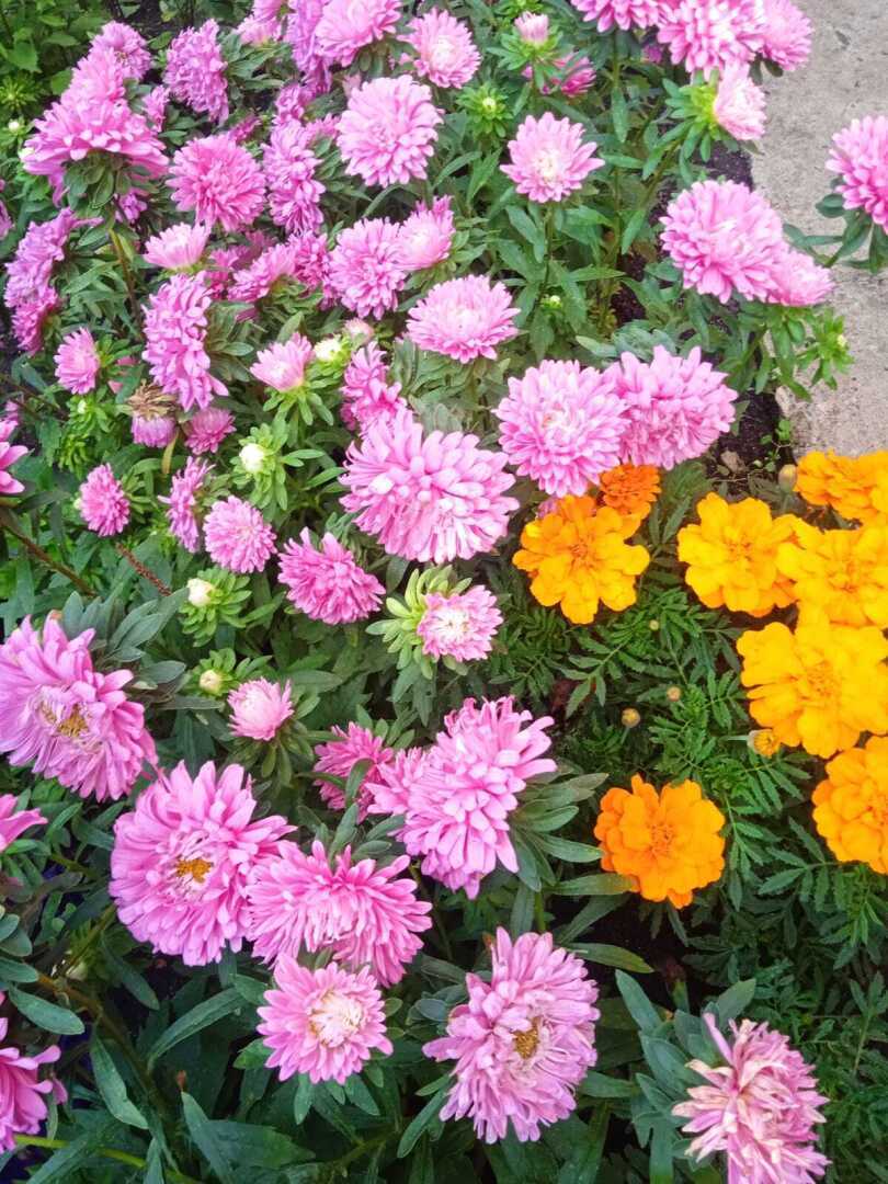 "Букет советского первоклассника": мои любимые сентябрьские однолетние цветы