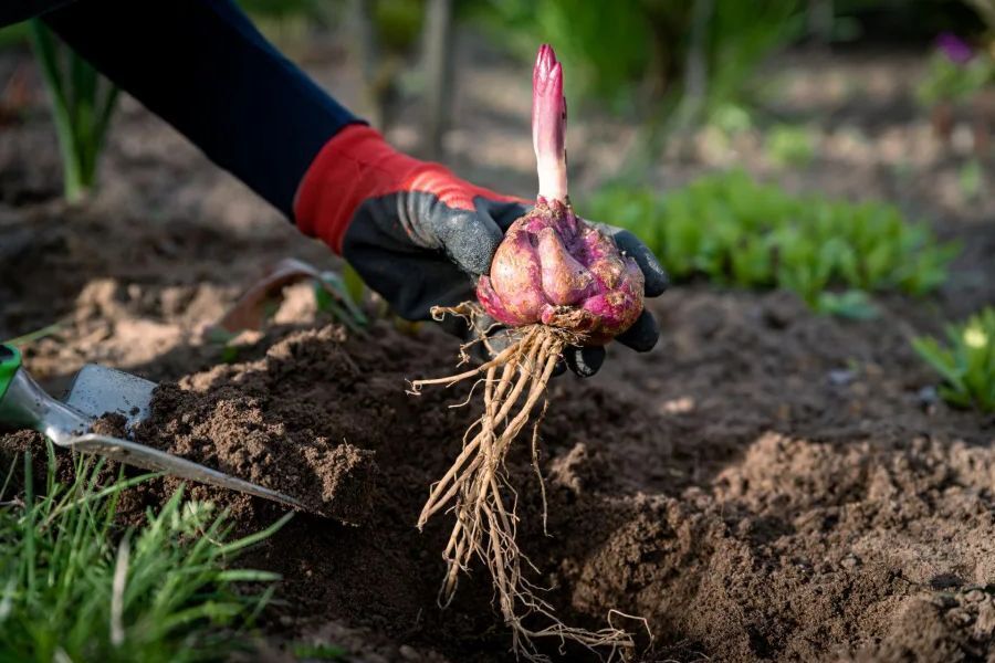Как хранить луковицы лилий до посадки с гарантией