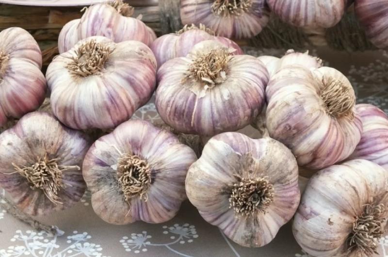 Крайние сроки посадки озимого чеснока