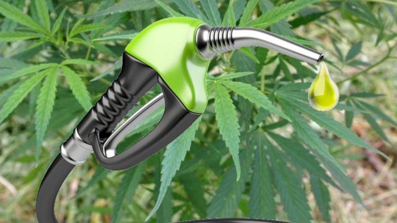 Технический каннабис: экологически чистый и возобновляемый источник энергии будущего