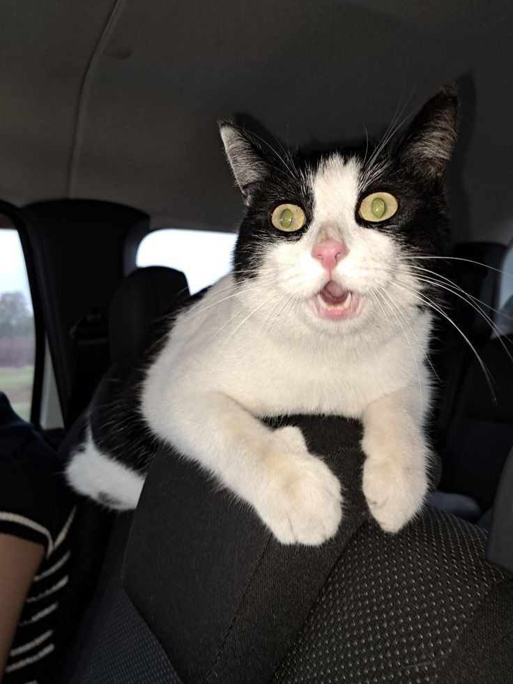 Как понять, что ваша кошка счастлива: советы от кота Матвея !