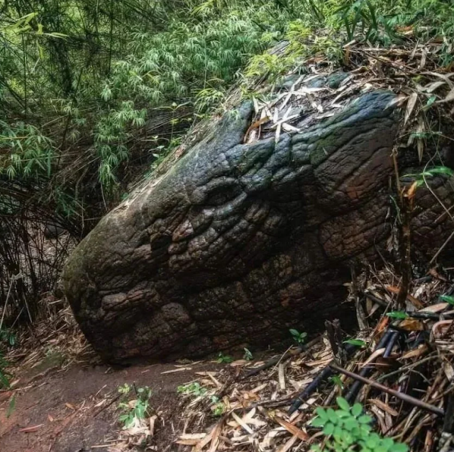 Гигантская окаменелость в виде змеи "Нака"