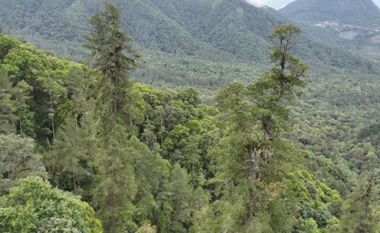 Юньнаньская ель Huangguo самое высокое дерево Китая