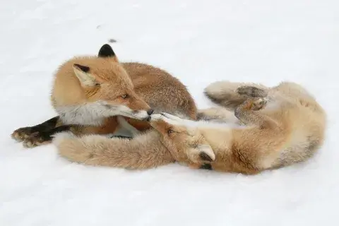 Верность лис: самец лисы остаётся холостым после потери партнёрши.