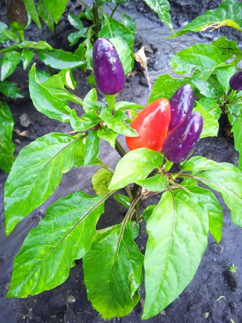 Чудо перчик: декоративный разноцветный перчик, мое новое украшение овощной грядки