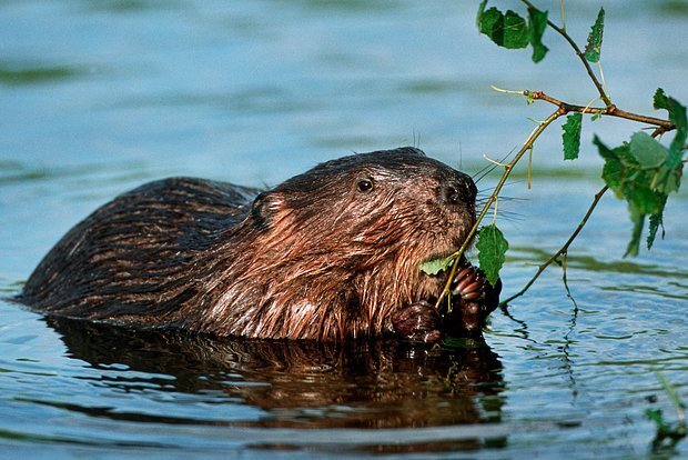 Польша объявила войну бобрам: что произошло?