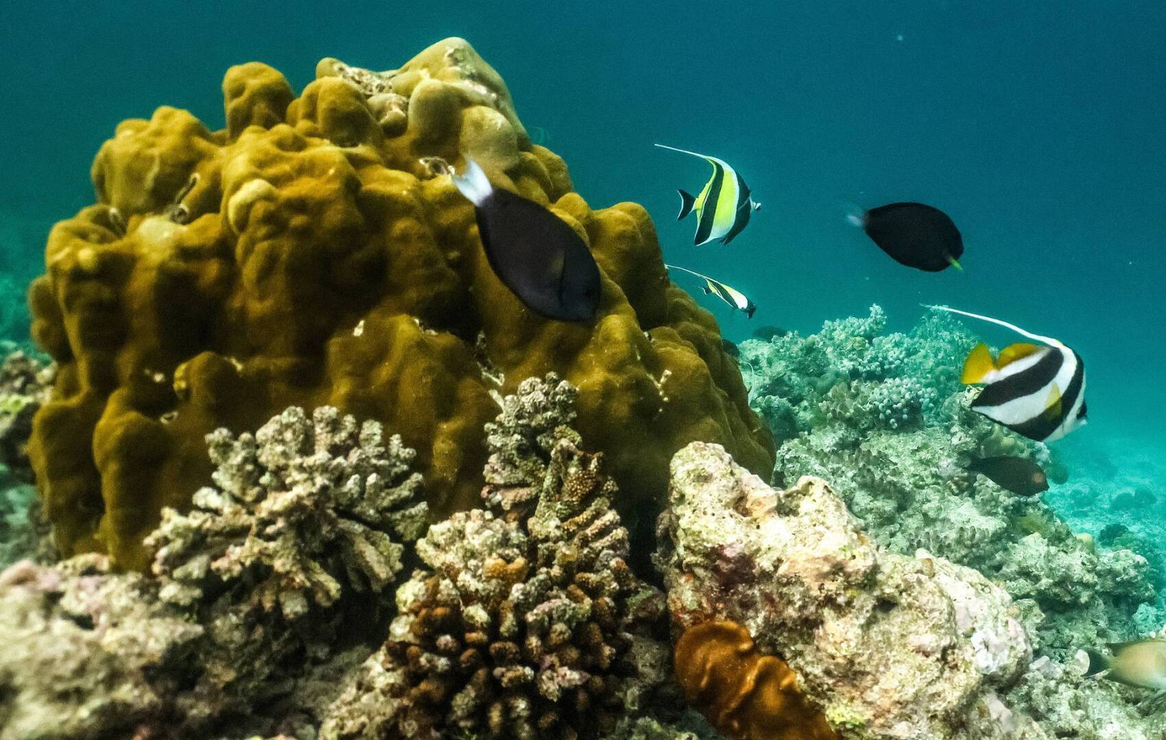 Стойкий к морской воде цемент сделали более безопасным для животных