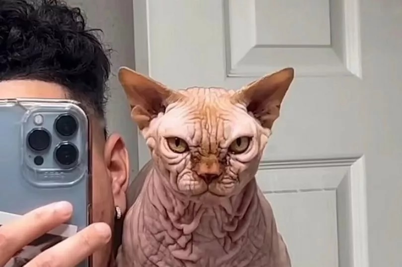 Новая ужасающая порода кошек «XL Bully» в Великобритании невероятно обеспокоила защитников животных