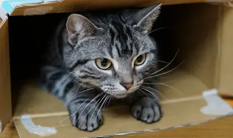 Кошки и коробки: почему они так любят друг друга