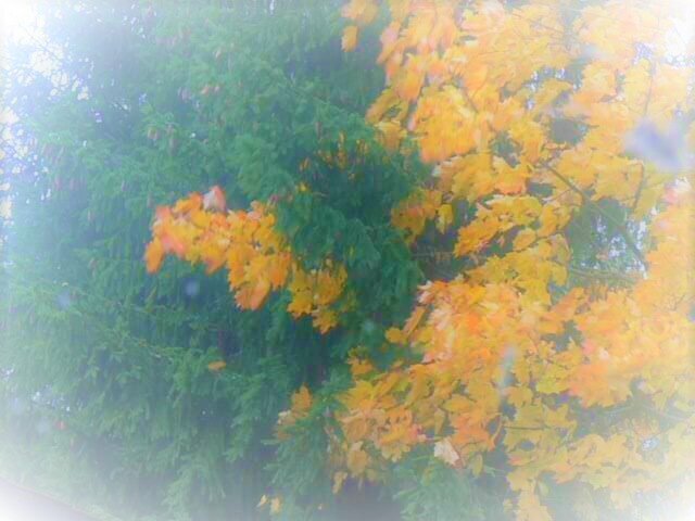 Осенние утренние Вирши 2. /Вне конкурса/ Офтальмологам посвящается.