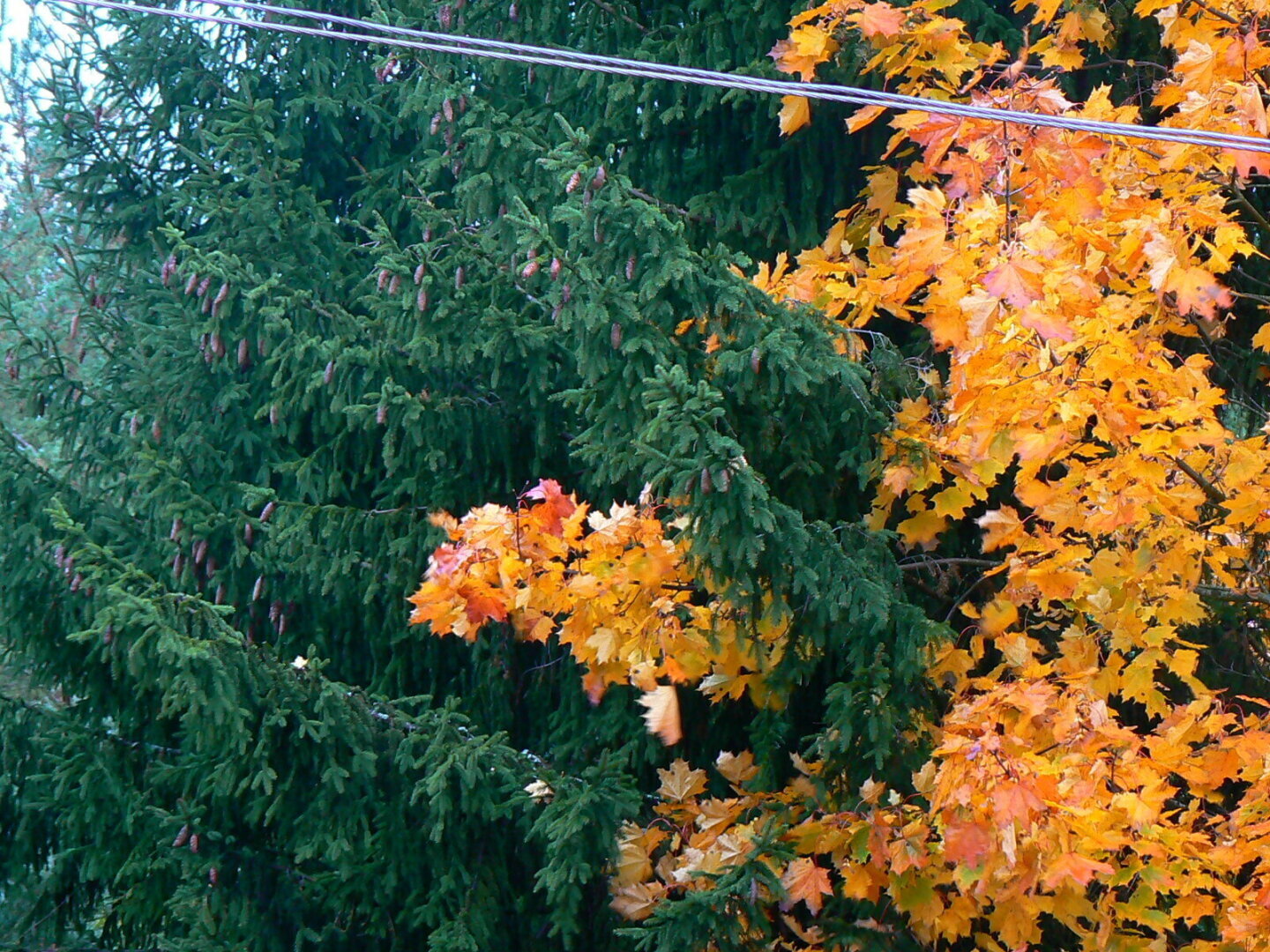 Осенние утренние Вирши 2. /Вне конкурса/ Офтальмологам посвящается.