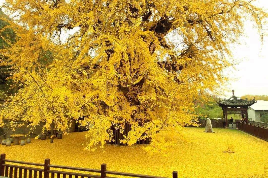 1400-летнее дерево Гинкго, Китай