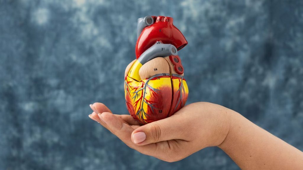 Всемирный день сердца 2024: дата, история и значение этого дня