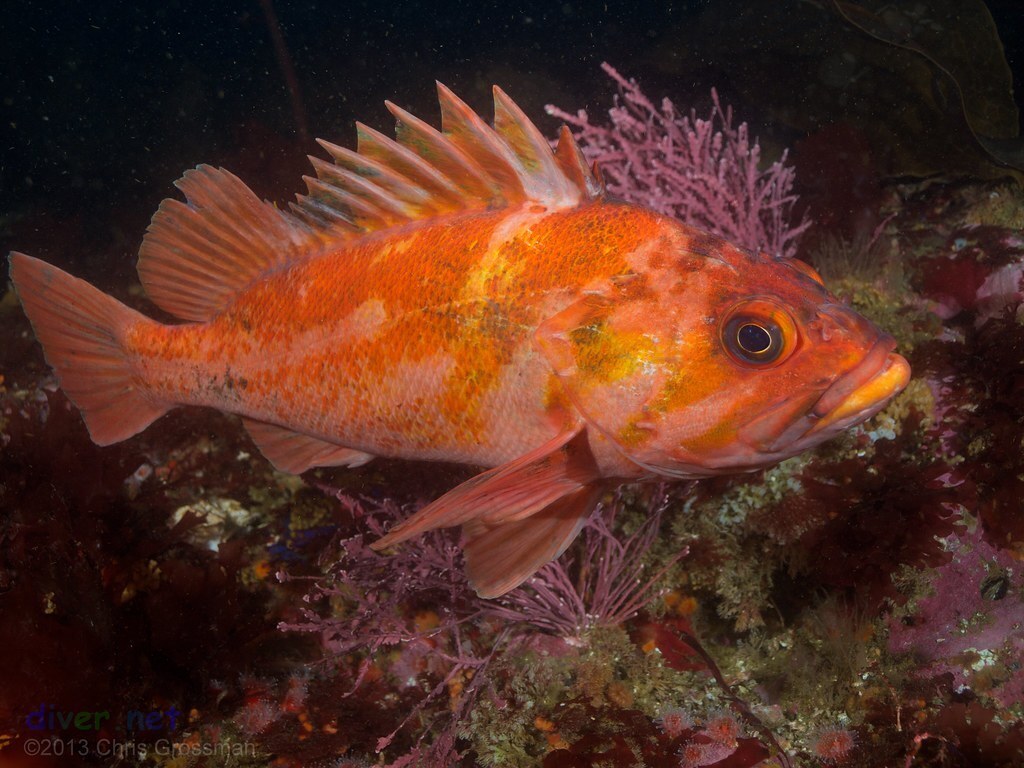 5 самых долгоживущих животных в мире.