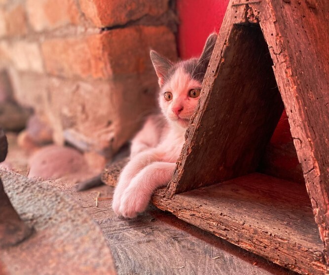 История из практики: Кот раздора. Неудачная подмена и претензия на 500 000