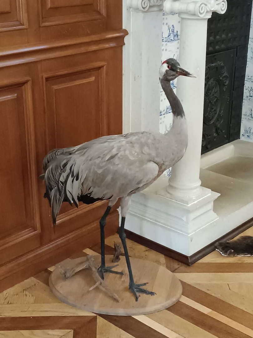 Мирский (рыцарский) и Несвижский замки, которыми владели Радзевиллы в XVI-XVIII веках. Мой третий культурный день в Беларуси. Часть 2