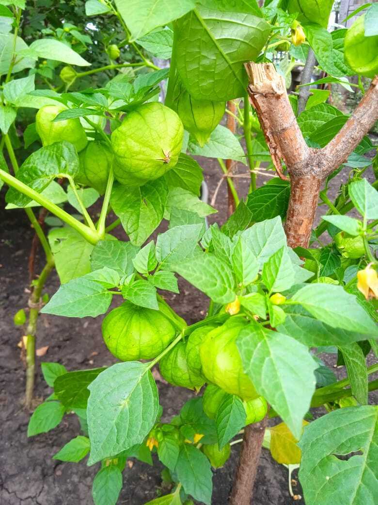 Моя новая дачная экзотика: физалис с ананасовым вкусом, что это за "фрукт" и как его едят