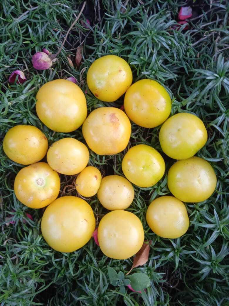 Моя новая дачная экзотика: физалис с ананасовым вкусом, что это за "фрукт" и как его едят