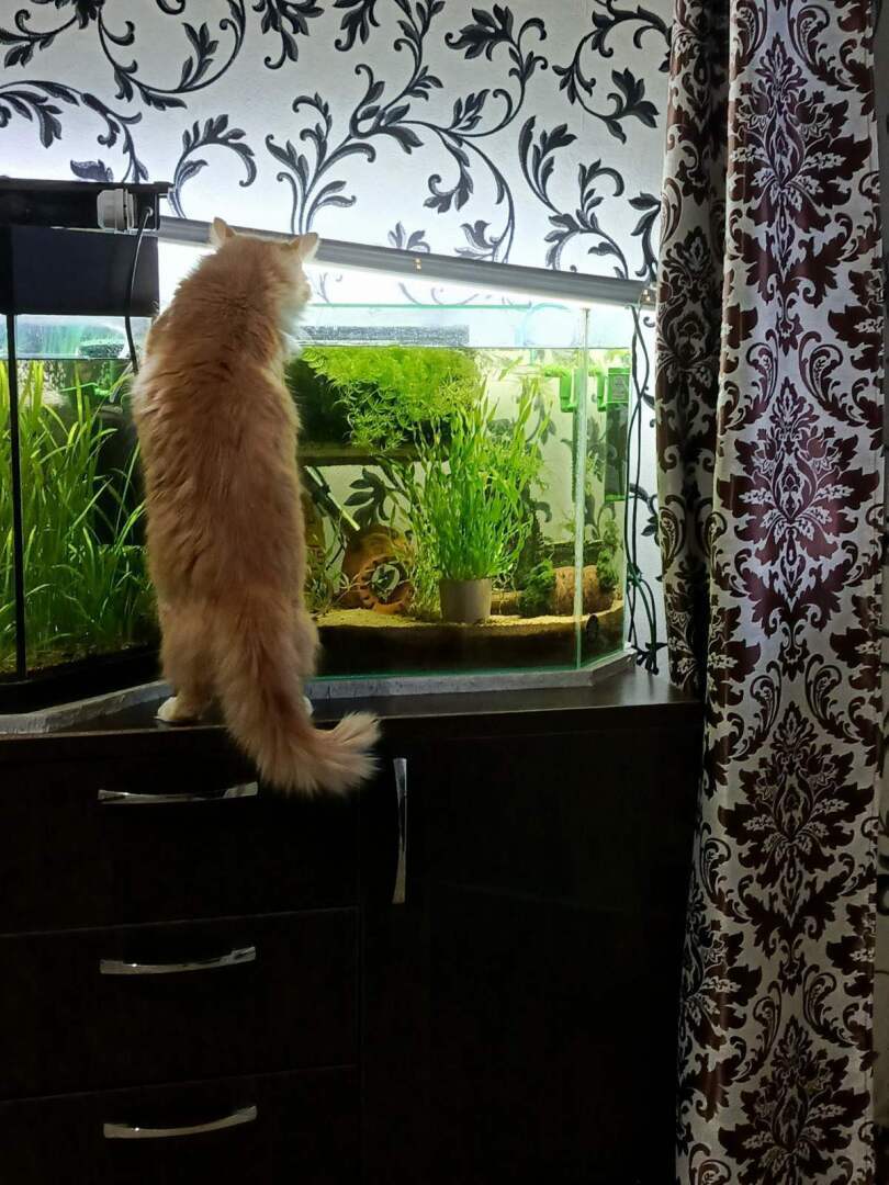 Есть ли домашние животные в вашей семье? Кто главный в доме вы или они?