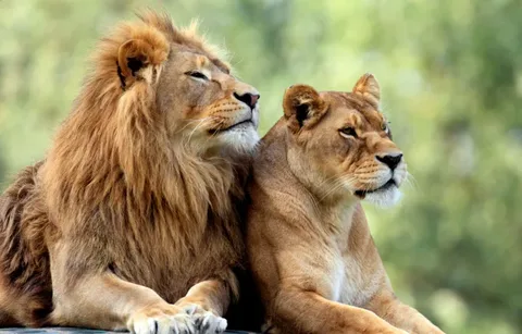 Репродуктивные Стратегии Льва. Быстро, Часто и Эффективно.