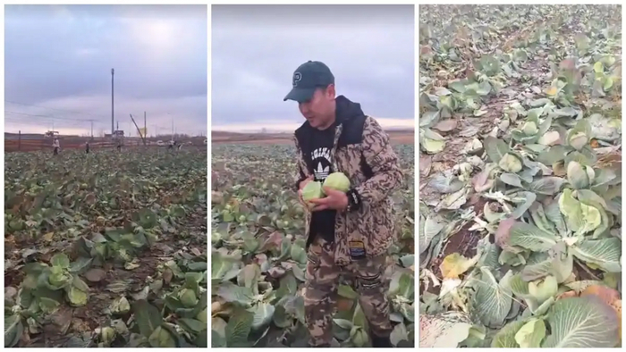 У якутского фермера по ошибке украли урожай. Что грозит халявщикам? Ответ юриста