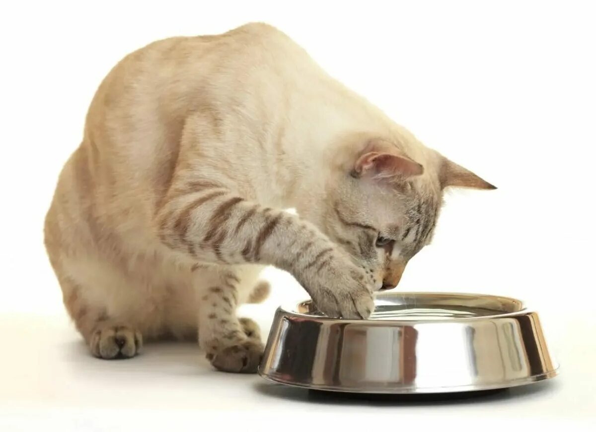 Отношения кошки к воде.