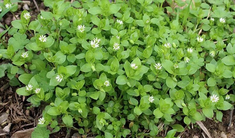 Мокрица вместо обезболивающего.