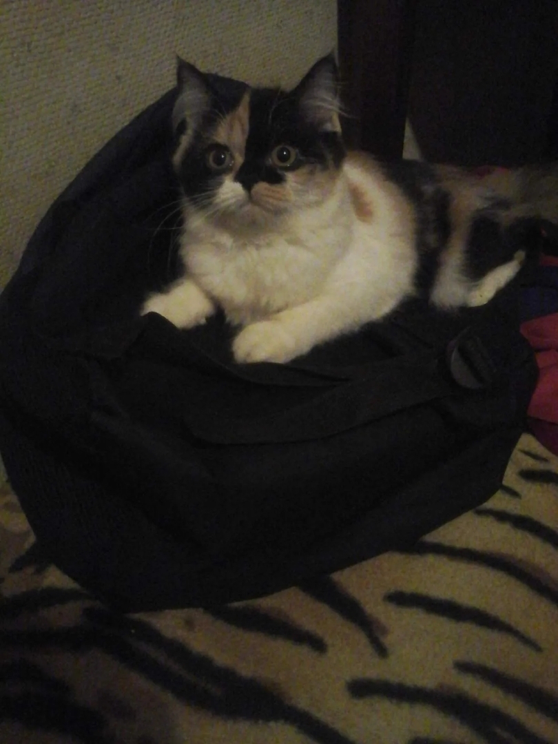 Наша кошка Моника